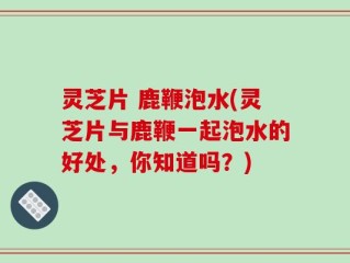 灵芝片 鹿鞭泡水(灵芝片与鹿鞭一起泡水的好处，你知道吗？)