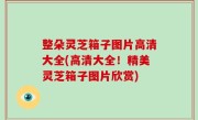 整朵灵芝箱子图片高清大全(高清大全！精美灵芝箱子图片欣赏)