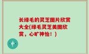 长绿毛的灵芝图片欣赏大全(绿毛灵芝美图欣赏，心旷神怡！)