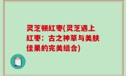 灵芝顿红枣(灵芝遇上红枣：古之神草与美肤佳果的完美组合)