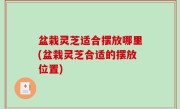 盆栽灵芝适合摆放哪里(盆栽灵芝合适的摆放位置)