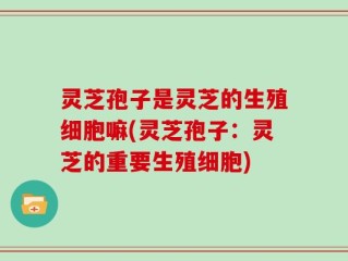 灵芝孢子是灵芝的生殖细胞嘛(灵芝孢子：灵芝的重要生殖细胞)