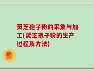 灵芝孢子粉的采集与加工(灵芝孢子粉的生产过程及方法)