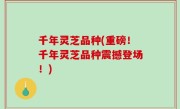 千年灵芝品种(重磅！千年灵芝品种震撼登场！)