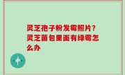 灵芝孢子粉发霉照片？灵芝菌包里面有绿霉怎么办
