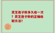 灵芝孢子粉多久收一次？灵芝孢子粉的正确收取方法？
