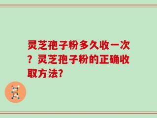 灵芝孢子粉多久收一次？灵芝孢子粉的正确收取方法？