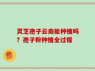 灵芝孢子云南能种植吗？孢子粉种植全过程