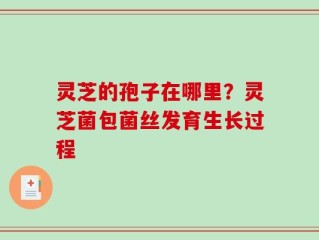 灵芝的孢子在哪里？灵芝菌包菌丝发育生长过程