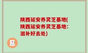 陕西延安养灵芝基地(陕西延安养灵芝基地：滋补好去处)