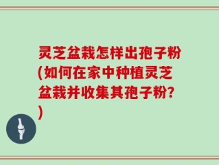 灵芝盆栽怎样出孢子粉(如何在家中种植灵芝盆栽并收集其孢子粉？)