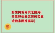 野生树舌赤灵芝图片(珍贵野生赤灵芝树舌真迹独家图片展示)