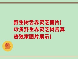 野生树舌赤灵芝图片(珍贵野生赤灵芝树舌真迹独家图片展示)