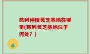 慈利种植灵芝基地在哪里(慈利灵芝基地位于何处？)