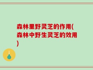 森林里野灵芝的作用(森林中野生灵芝的效用)