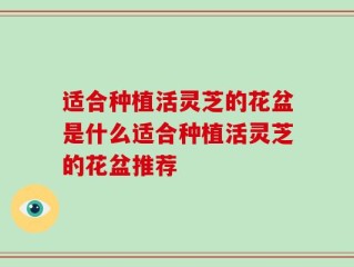 适合种植活灵芝的花盆是什么适合种植活灵芝的花盆推荐
