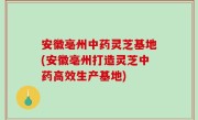 安徽亳州中药灵芝基地(安徽亳州打造灵芝中药高效生产基地)