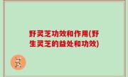 野灵芝功效和作用(野生灵芝的益处和功效)