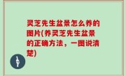 灵芝先生盆景怎么养的图片(养灵芝先生盆景的正确方法，一图说清楚)