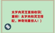 太岁肉灵芝直接收获(重磅！太岁肉和灵芝搭配，神奇效果惊人！)