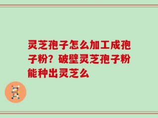 灵芝孢子怎么加工成孢子粉？破壁灵芝孢子粉能种出灵芝么