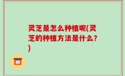 灵芝是怎么种植呢(灵芝的种植方法是什么？)
