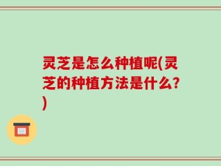 灵芝是怎么种植呢(灵芝的种植方法是什么？)