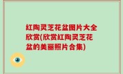 红陶灵芝花盆图片大全欣赏(欣赏红陶灵芝花盆的美丽照片合集)