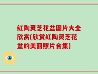红陶灵芝花盆图片大全欣赏(欣赏红陶灵芝花盆的美丽照片合集)