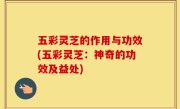 五彩灵芝的作用与功效(五彩灵芝：神奇的功效及益处)