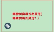 哪种树容易长出灵芝(哪些树易长灵芝？)