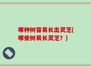 哪种树容易长出灵芝(哪些树易长灵芝？)