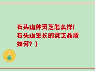 石头山种灵芝怎么样(石头山生长的灵芝品质如何？)