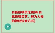 白狐投喂灵芝视频(白狐投喂灵芝，鲜为人知的神秘饮食方式)
