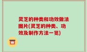 灵芝的种类和功效做法图片(灵芝的种类、功效及制作方法一览)