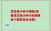 灵芝孢子种子视频(观看灵芝孢子种子的视频来了解其生长过程)
