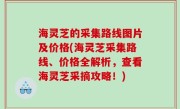 海灵芝的采集路线图片及价格(海灵芝采集路线、价格全解析，查看海灵芝采摘攻略！)