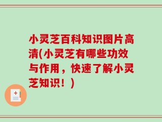 小灵芝百科知识图片高清(小灵芝有哪些功效与作用，快速了解小灵芝知识！)