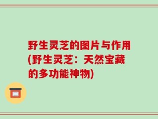 野生灵芝的图片与作用(野生灵芝：天然宝藏的多功能神物)