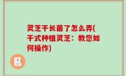 灵芝干长菌了怎么弄(干式种植灵芝：教您如何操作)