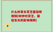 什么树易长灵芝菌菇呢视频(树种对灵芝、菌菇生长的影响视频)