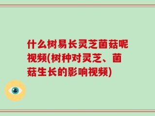 什么树易长灵芝菌菇呢视频(树种对灵芝、菌菇生长的影响视频)