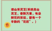 谭山采灵芝(采摘高山灵芝，香飘万里，每朵鲜花的背后，都有一个辛勤的“花匠”。)