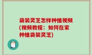 袋装灵芝怎样种植视频(视频教程：如何在家种植袋装灵芝)