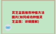灵芝盆栽推荐种植方法图片(如何成功种植灵芝盆栽：详细图解)