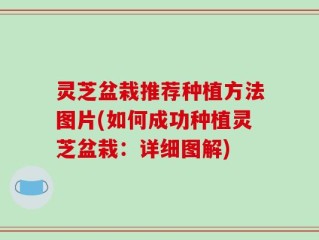 灵芝盆栽推荐种植方法图片(如何成功种植灵芝盆栽：详细图解)