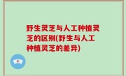 野生灵芝与人工种植灵芝的区别(野生与人工种植灵芝的差异)