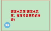 西渡水灵芝(西渡水灵芝：探寻珍贵草药的秘密)