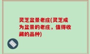 灵芝盆景老庄(灵芝成为盆景的老庄，值得收藏的品种)