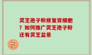 灵芝孢子粉修复肾细胞？如何推广灵芝孢子粉还有灵芝盆景